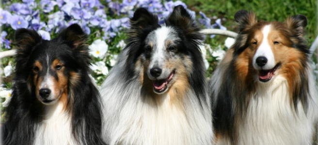 �V�F���e�B�[ �g���C �u���[�}�[�� �Z�[�u��